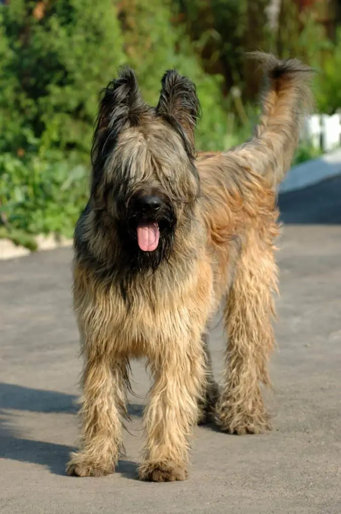 Briard Rescue