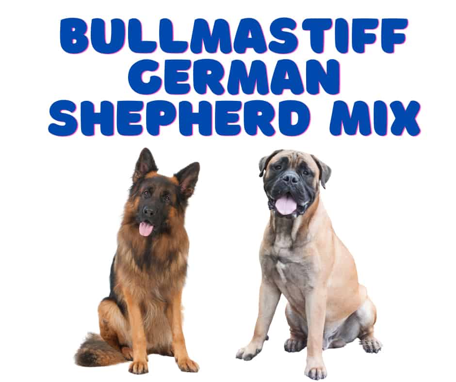 Bullmastiff German Shepherd Mix