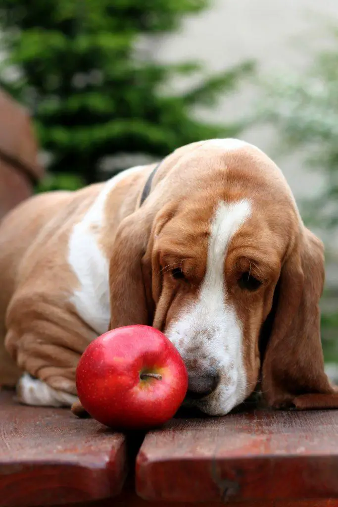 Can A Dog Drink Apple Juice