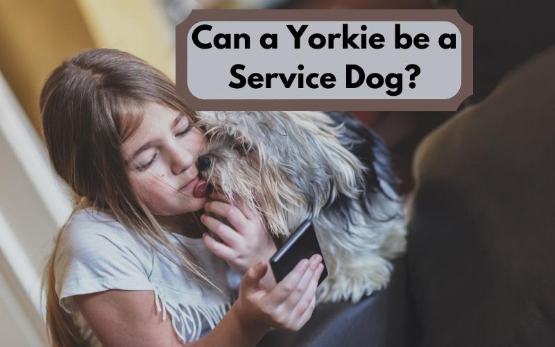 Can A Yorkie Be A Service Dog