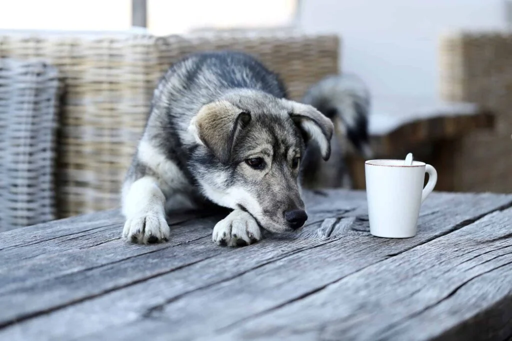 Can Dogs Drink Kombucha