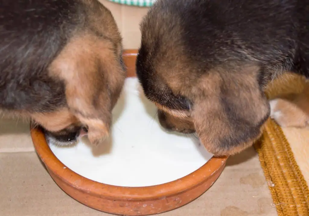 Can Dogs Drink Milk? Dogable