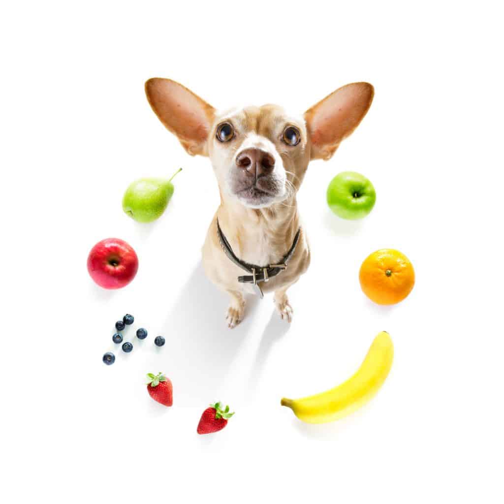Can Dogs Eat Fruits
