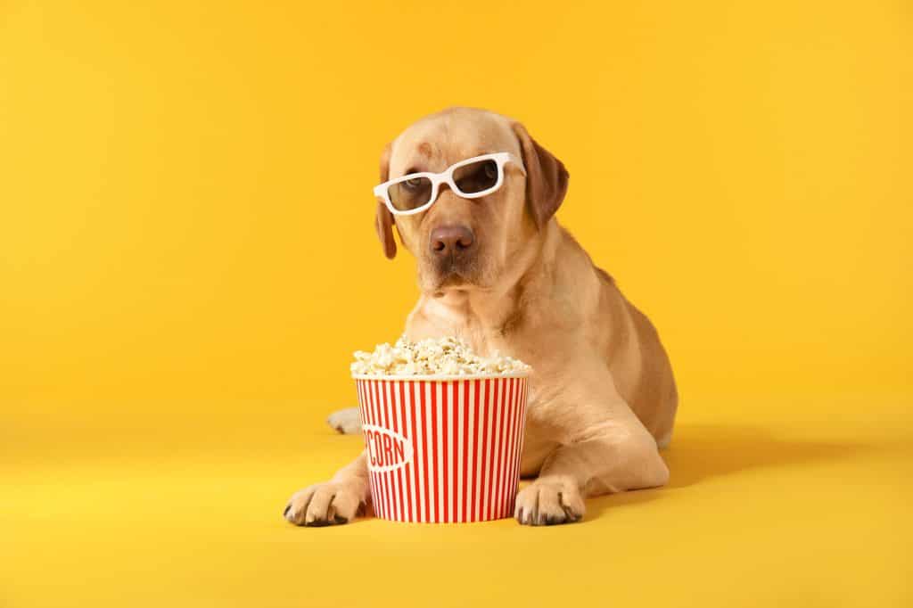 Can Dogs Eat Kettle Corn