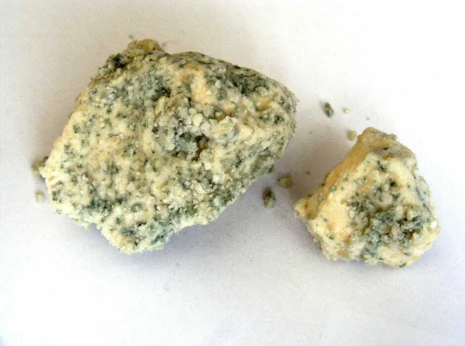 Can Dogs Eat Moldy Cheese