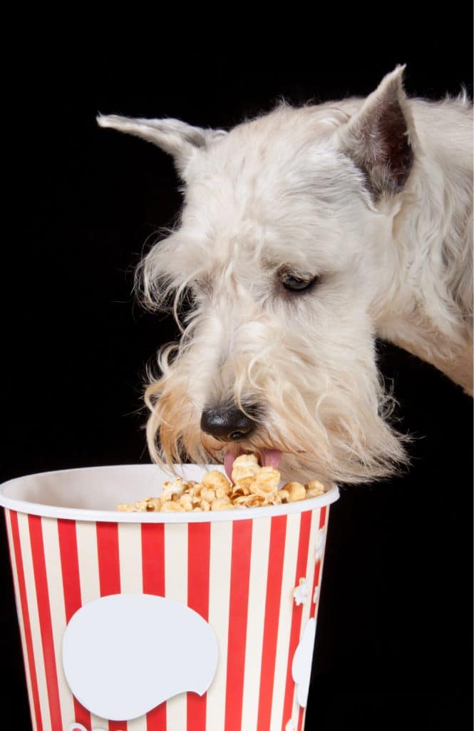 Can Dogs Eat Popcorn