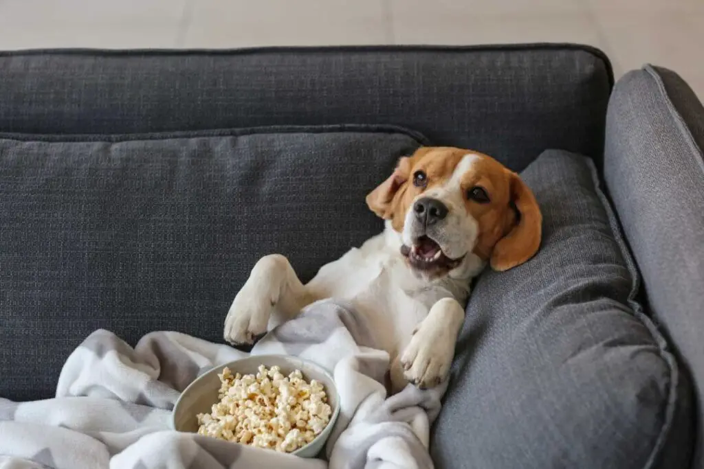 Can Dogs Eat Salted Popcorn
