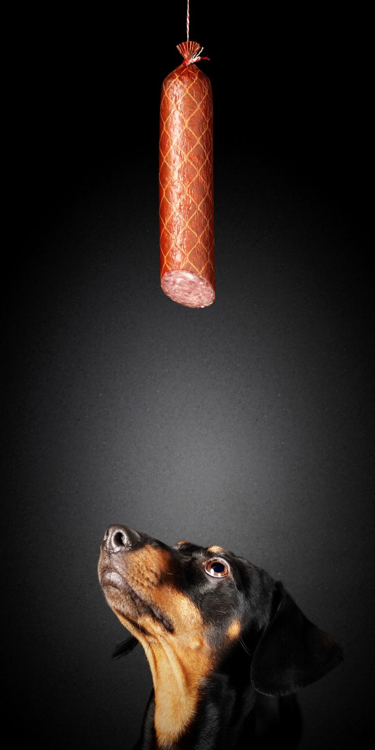 Can Dogs Eat Salami? Dogable