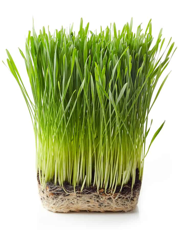 Can Dogs Eat Wheatgrass