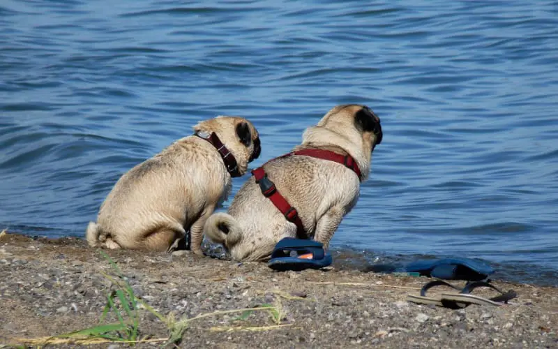 Can Pugs Go To Beach