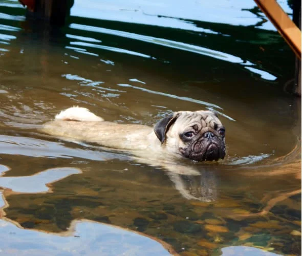 Can Pugs Swim