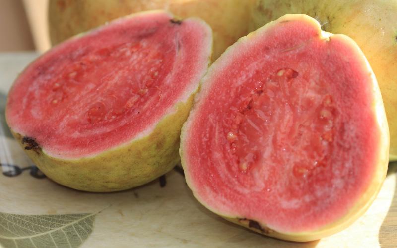 Can Puppies Eat Guava