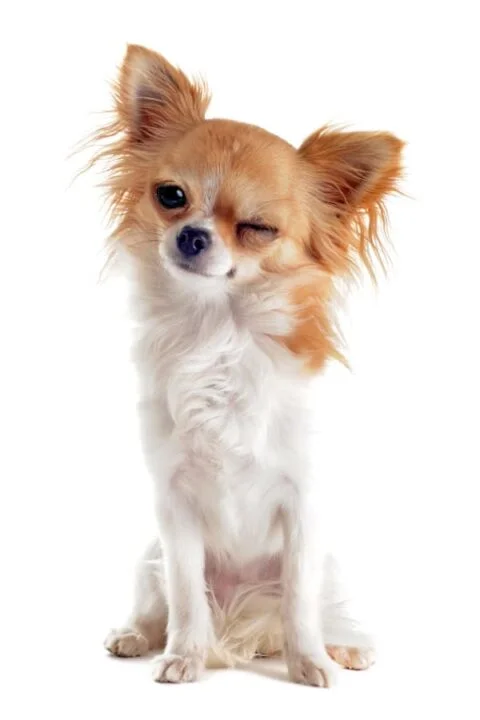 Can You Train Dog To Wink