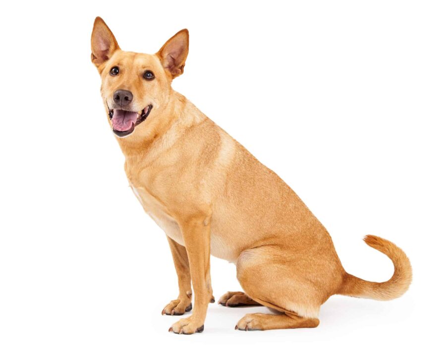 Where to Find Carolina Dog Puppies for Sale Dogable