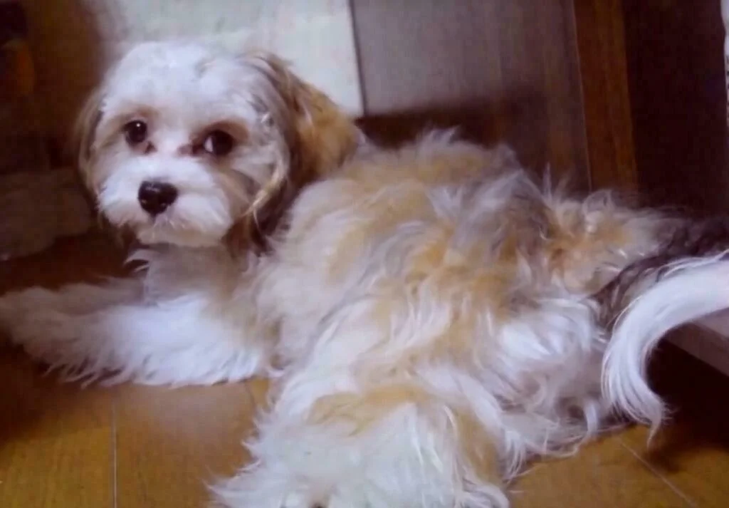 Cavamalt Puppy For Sale