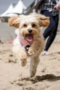 Cavapoochon