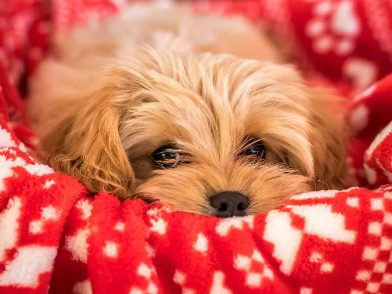 Cavapoochon Puppies For Sale