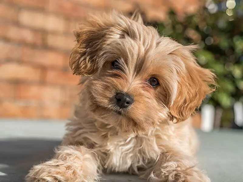 Cavapoochon Puppy For Sale