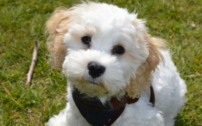 Cavapoochon Puppy Outside