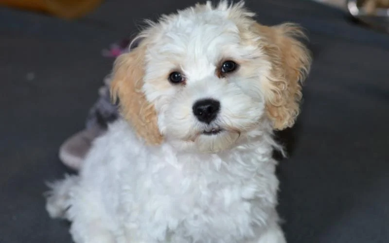 Cavapoochon Puppy