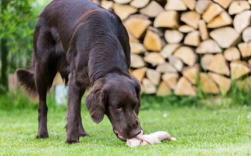 Chicken Necks For Dogs