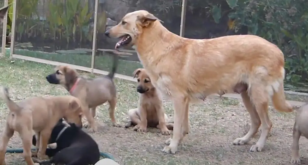 Chinook Puppies
