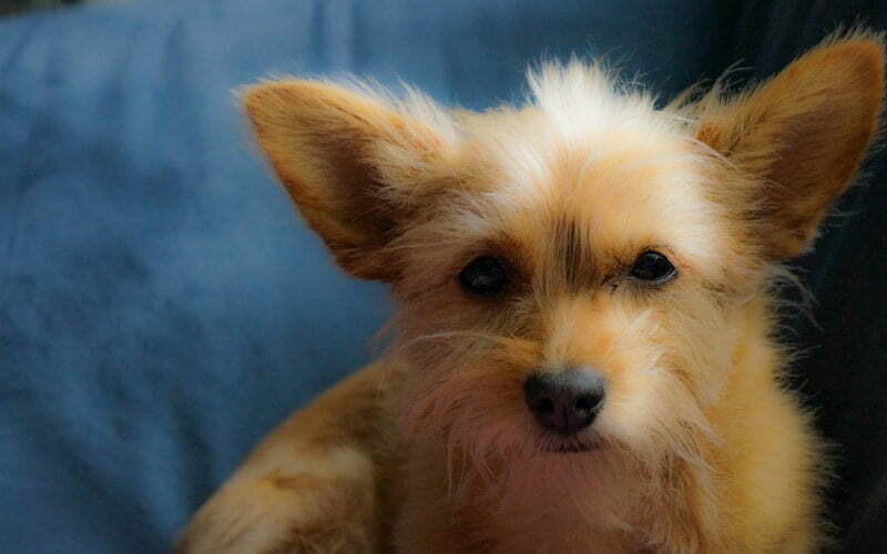 Chorkie Ears Stand Up