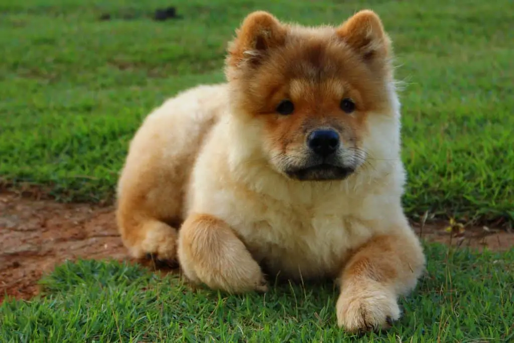 Chow Chow Dog