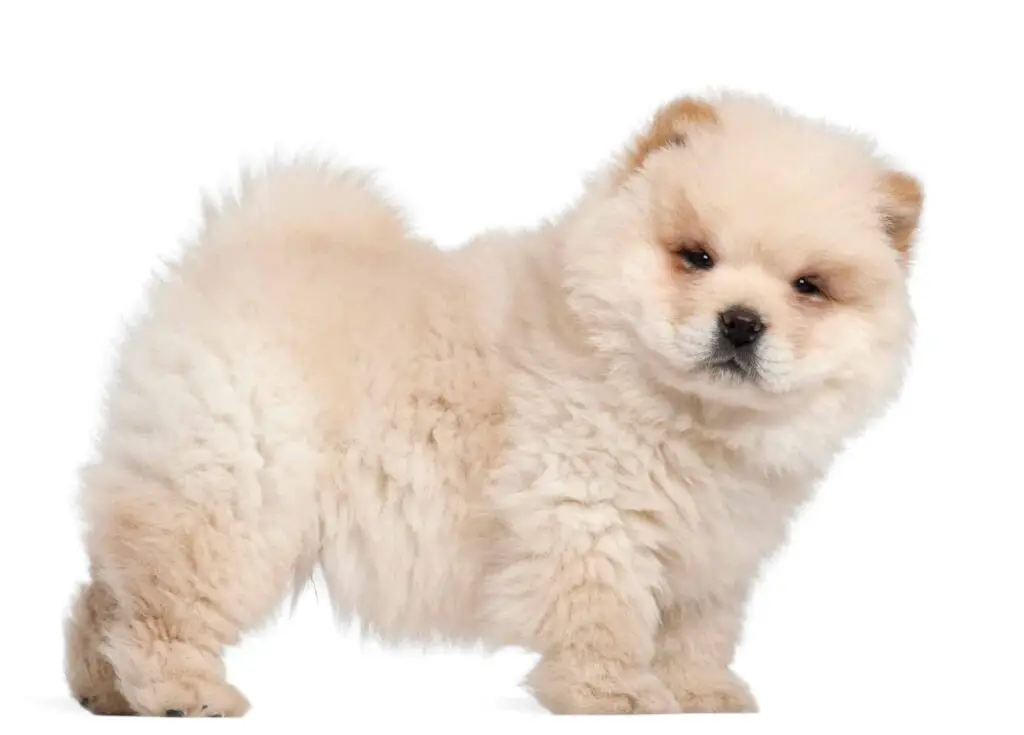 Chow Chow Puppies For Sale