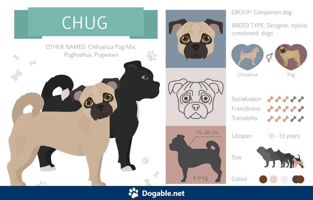 Chug Infographic