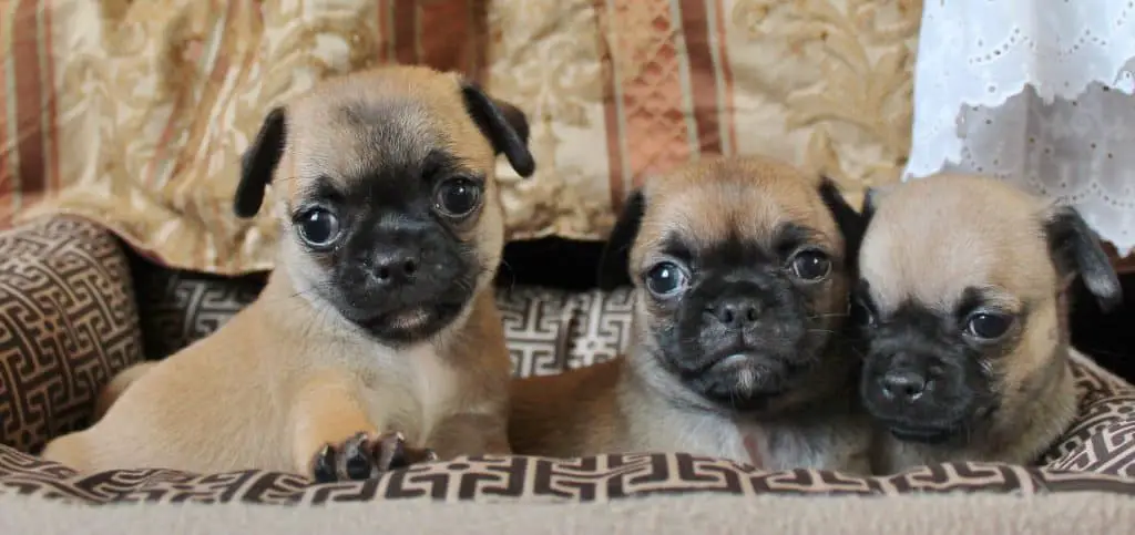 Chug Puppies Sitting