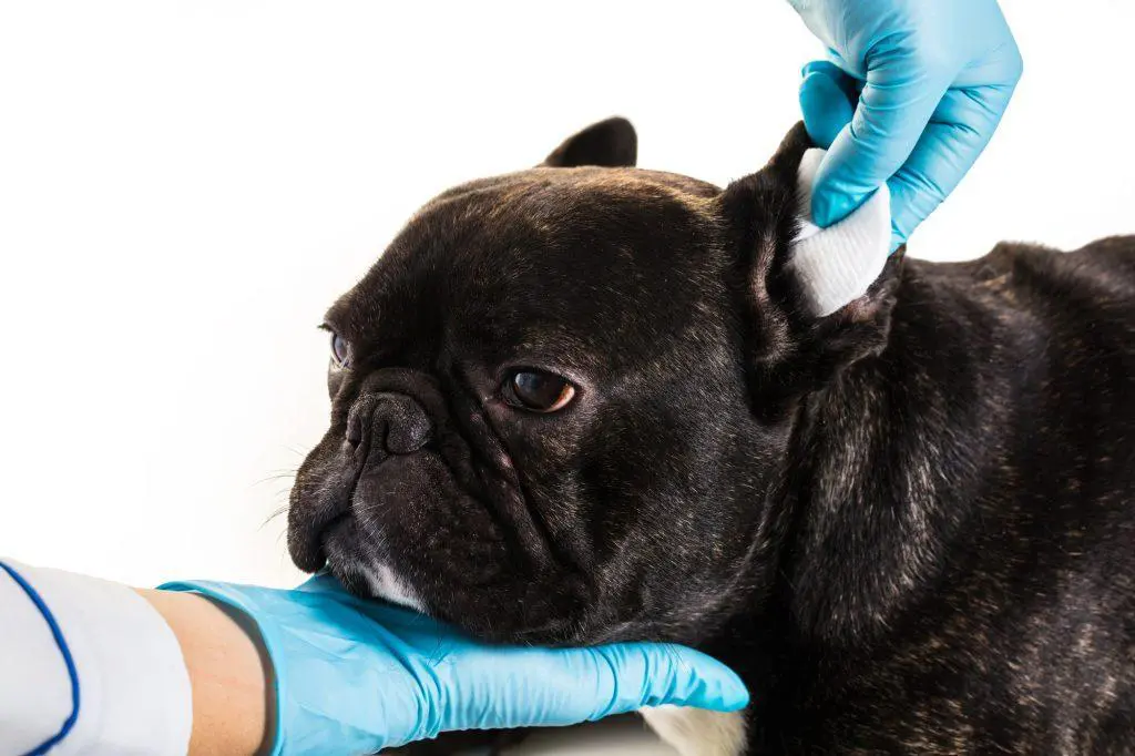 Cleaning French Bulldog Ears