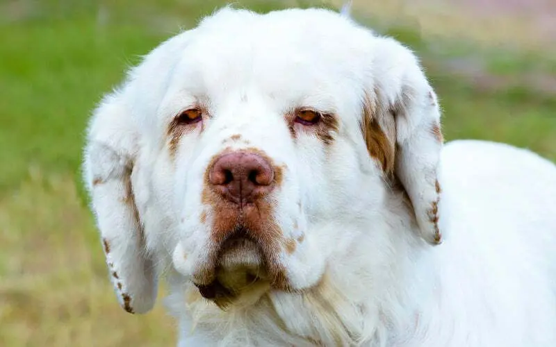 Clumber Spaniel Rescue