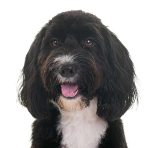 Cocker Spaniel Poodle Mix
