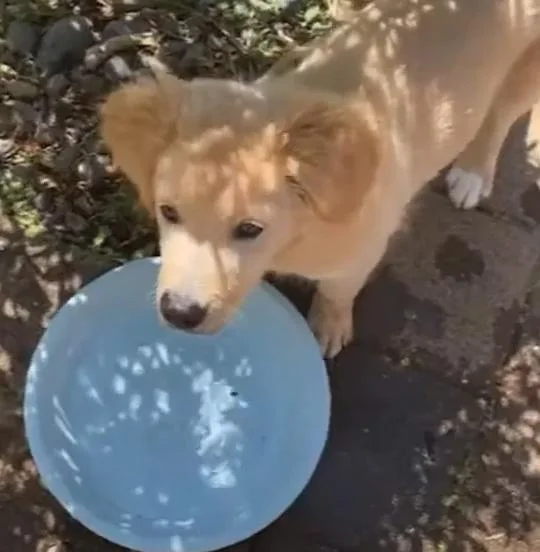 Coltriever Dog