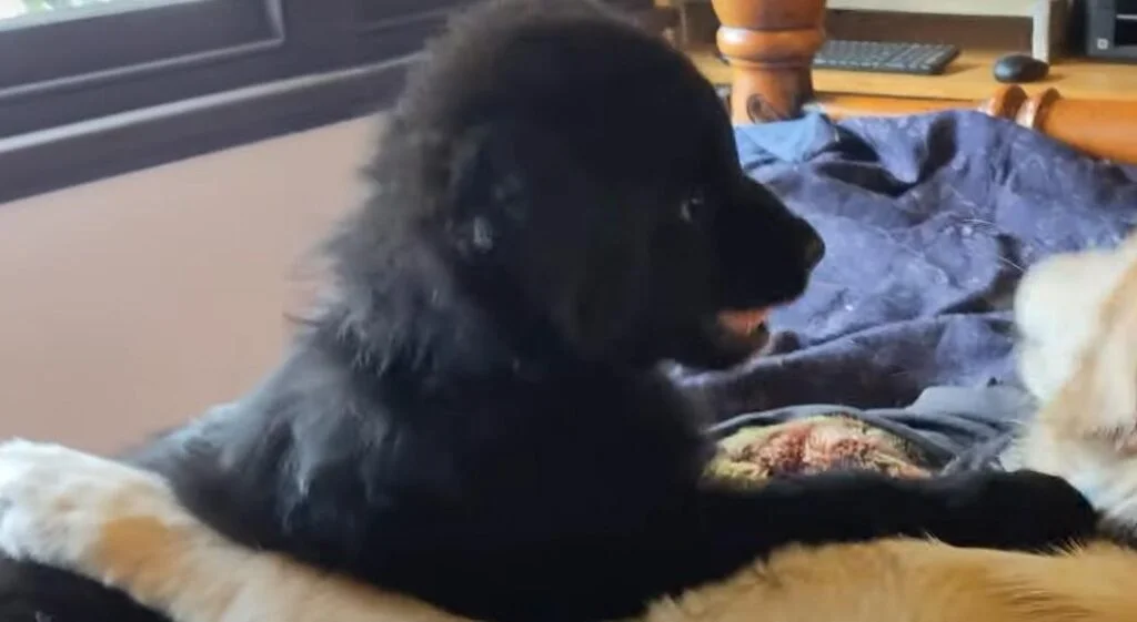 Coltriever Puppies For Sale