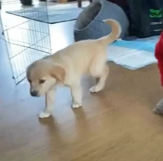Coltriever Puppy For Sale