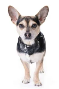 Corgi Chihuahua Mix