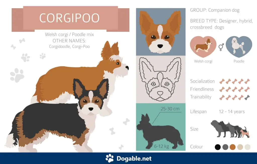 Corgipoo Infographic
