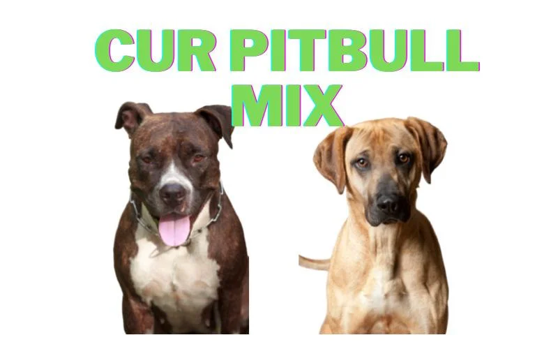 Cur Pitbull Mix