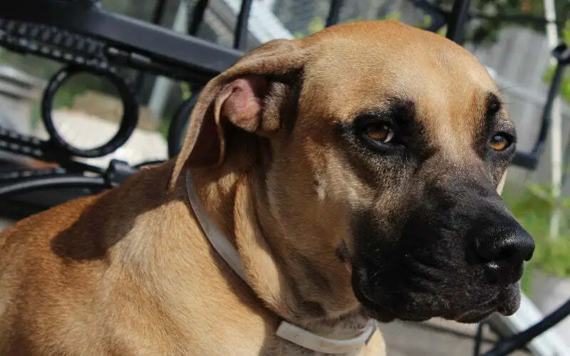 Cute Black Mouth Cur