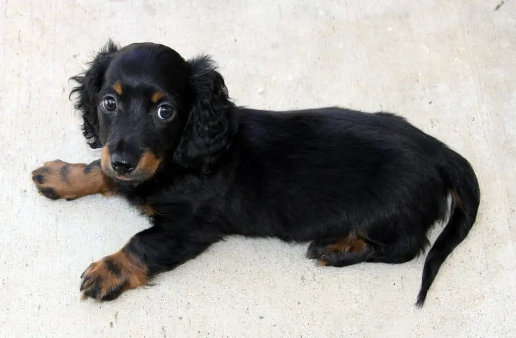 Cute Mini Dachshund
