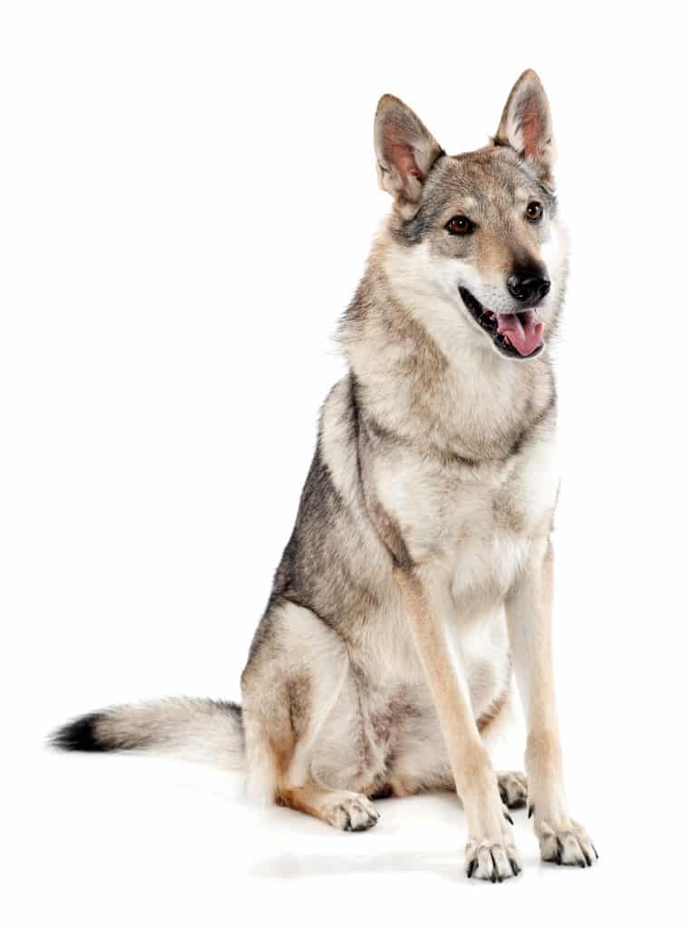 Czechoslovakian Wolfdog Sitting