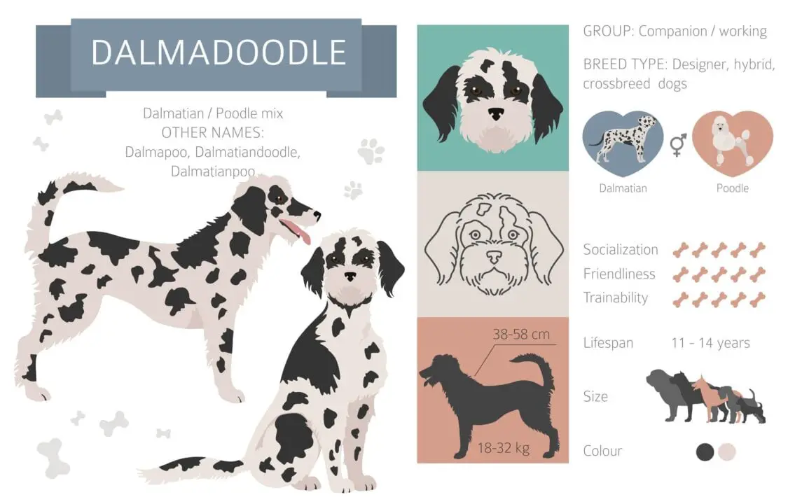 Where to Find Dalmadoodle Puppies for Sale Dogable
