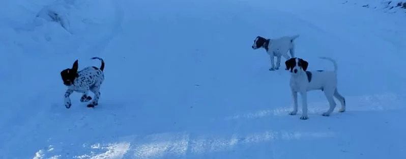 Dalmadoodle Puppy For Sale