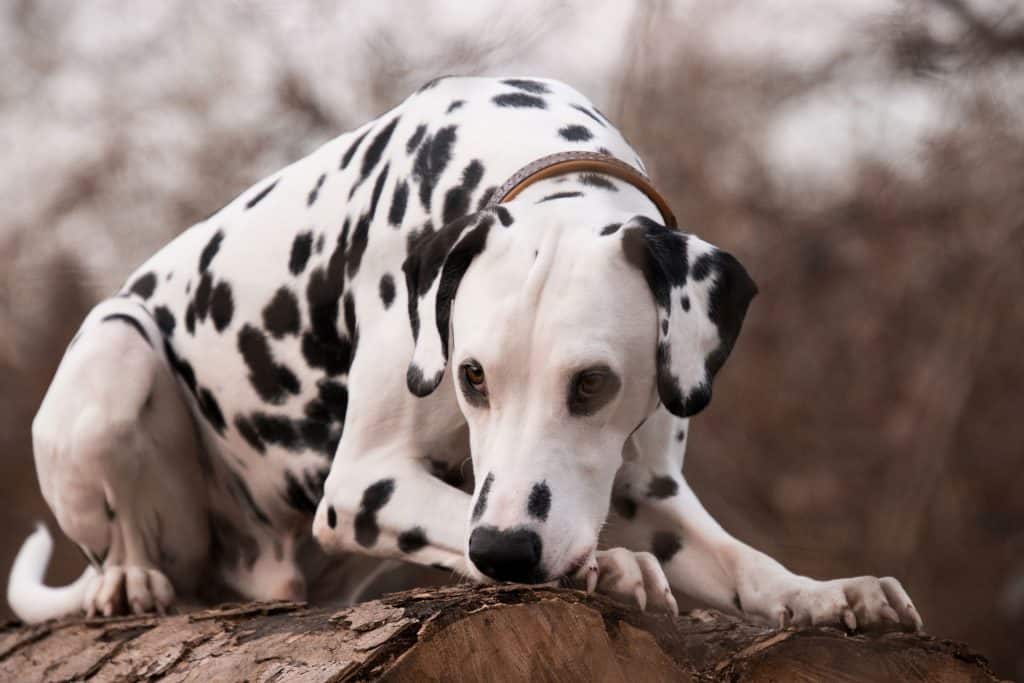 Dalmatian Dog Breed