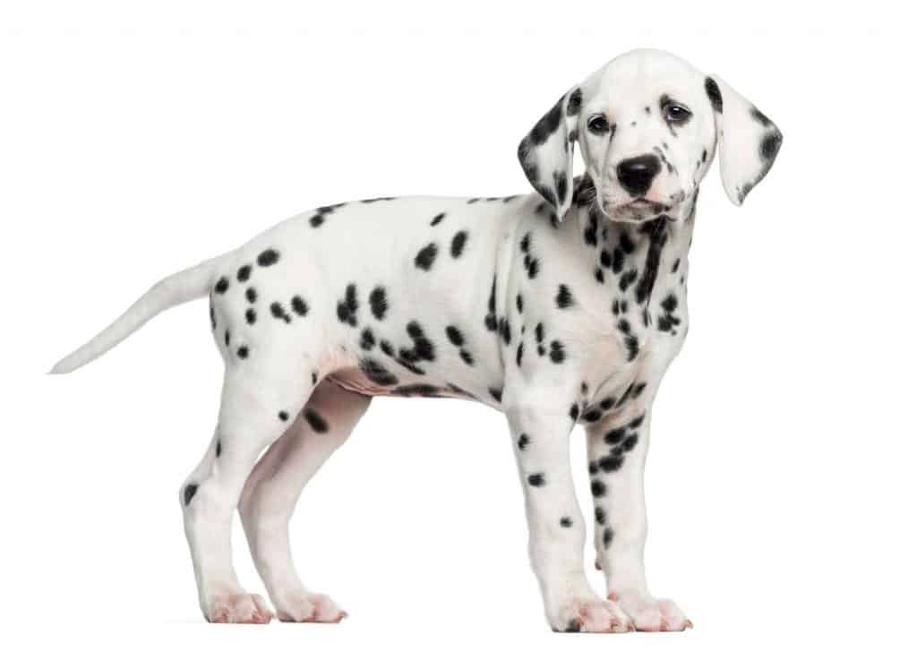Dalmatian Puppy
