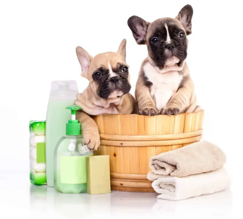 Do Dogs Need Conditioner? Dogable