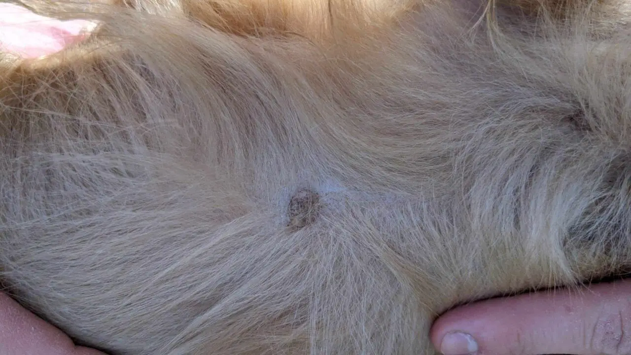 Do Male Dogs Have Nipples? Dogable