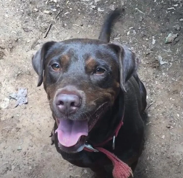 Doberman Pitbull Mix